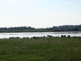 Pinksterkamp Biesbosch